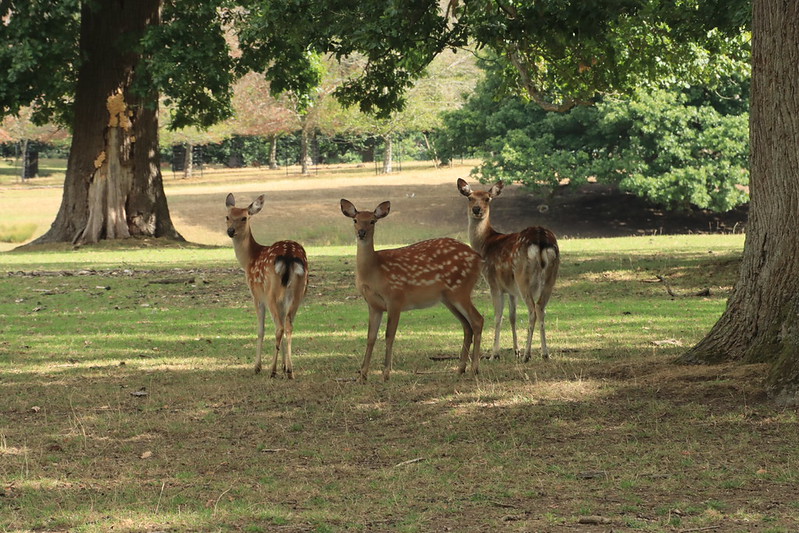 Woburn Deer Park