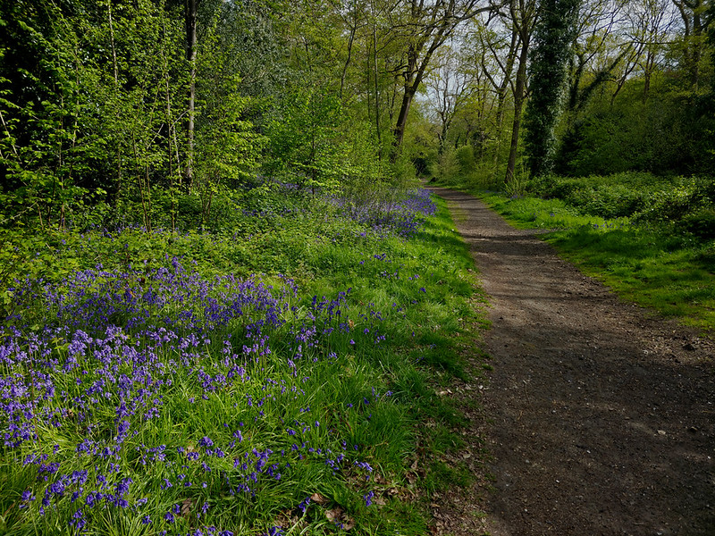 Bluebells in Littleheath Wood Bluebells in Littleheath Wood