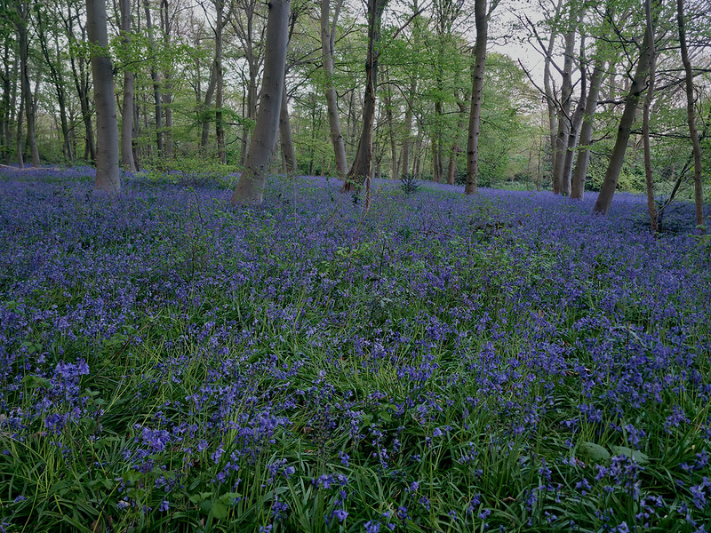 Bluebells Bluebells