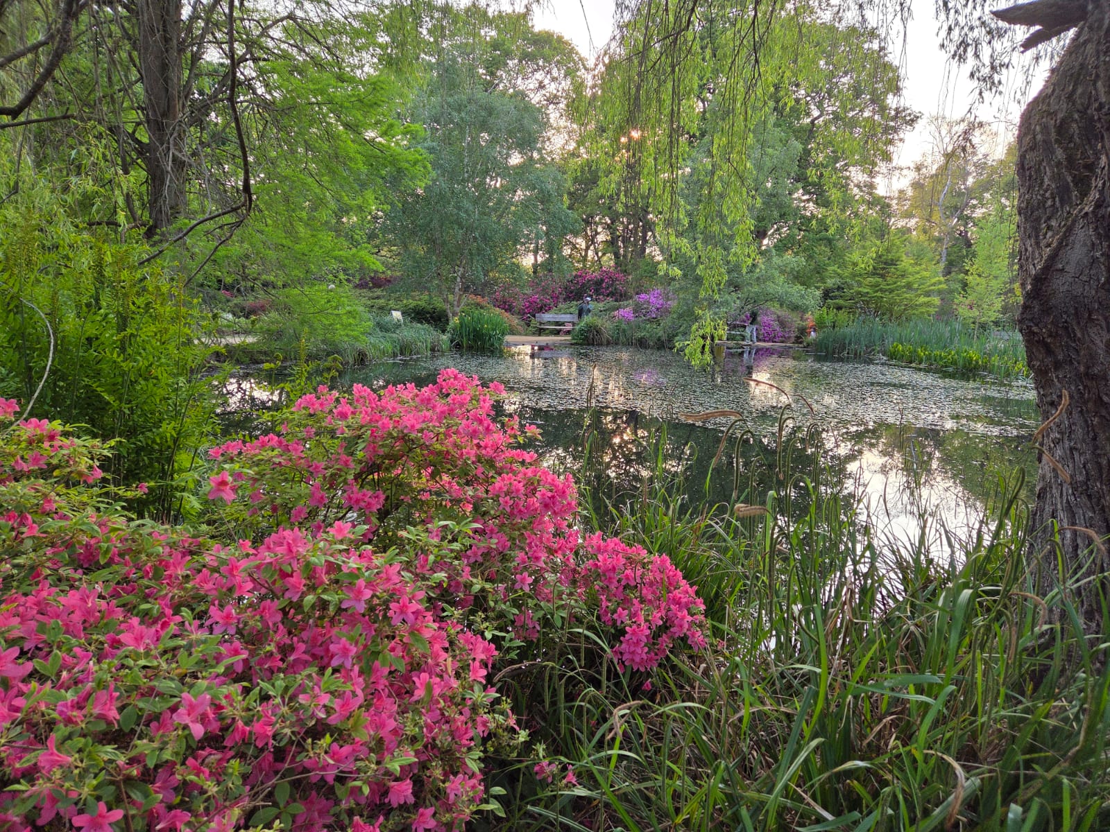 Still Pond
